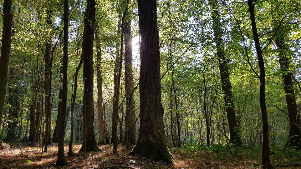 Foret Foret